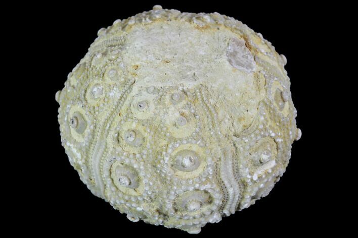 Detailed Nenoticidaris Fossil Urchin - Morocco #90406